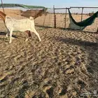عنز حجازية فاخره رقبه وراس نادر حليب وافر جدا جدا