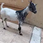 تيس يمني للبيع العمر 5شهور