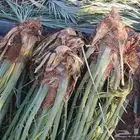 يوجد لدينا فسايل عجوه صفاوي مجدول صقعي