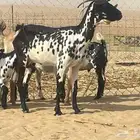 معزه العدد 3