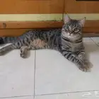 قط ذكر لتبني العاجل سبب تبني مسافر الموقع ضمد