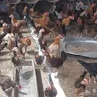 دجاج بلدي
