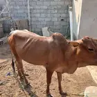 بقرة سنها ثني باقي فيها لبن