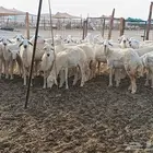 رخال حريات طيبه عددها 38راس
