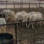 رخال حريات طيبه عددها 40راس