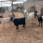 البيع معزا وتيس