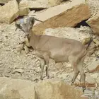 هجين وعل نجدي