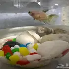 سمك الفيتر ذكر و انثا