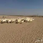 غنم حريات خالفات طيبه عددها 40 تحتها 40