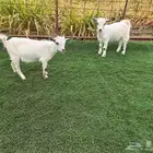 ماعز قزم