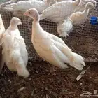 صوص رومي أبيض