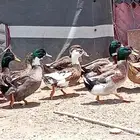 بط شرشيري بياض