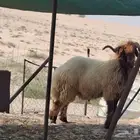 فحل نعيم راس وجرم وشعره وفحل كفو وجرمه طيب سنه رباع مروحين س