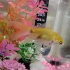 سمكة قولد فيش للتبني