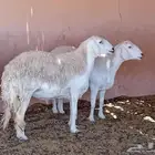 نعاج للبيع
