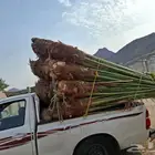 توريد جميع انواع النخيل