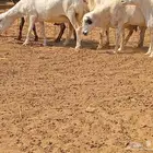 رفيديه دفيع العدد 10 راس