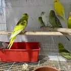 فردات بادجي