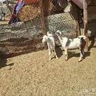 تيسين وجفره