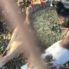 حمام ودجاج وبط