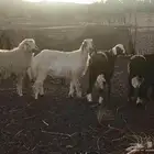 خرفان للبيع