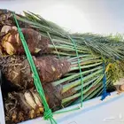 نخل للبيع الدمام بقيق صلاصل الفردانيه