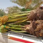 يوجد لدينا جميع انواع النخيل المثمره توريد جميع انحاء المملك