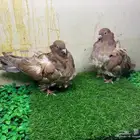 اللبيع حمام زوج كوشكى دابل وفر