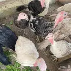 دجاج رومي