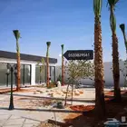 نخل نخيل واشنطن وحديقه