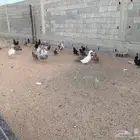 دجاج بياض