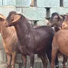 فحول و مشاريع فحول صنف