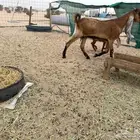 عنز حجازية ثنيه جرم فاخر متبع بجفره نادره