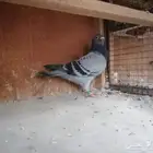 حمام زاجل سباق