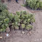 شتلات عنب ب 5 ريال الموقع الشفا