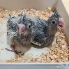 فروخ كروان كوكتيل