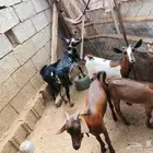 تيوس بلدي العدد 5 ثلاثه ذكور و2إناث