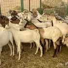 تيوس بحاره مرابي شحم ولحم البيع تفريد وجمله ع 670 الراس