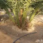 مطلوب مزرعه الجار تكون حول شقر