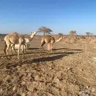 قعدان وبكار بريات للبيع