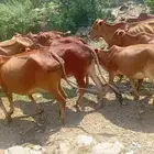 بقر للبيع العدد 19 صغير كبير