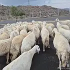 غنم حريات خلفات