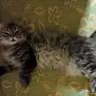 قط للتبني