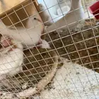 زوجين حمام فرنسي بفروخه