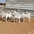 جذعات بيشيات العدد 16