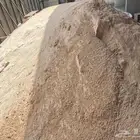 بطه الرياض