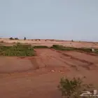 شتلات زينه ومثمره يابلاش