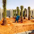 نخل مثمر للبيع نخيل اخلاص سكري برحي صقعي مجدول هلالي سلمى غر