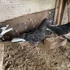 زاجل وقطيفي للبيع