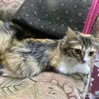 قطه للتبني